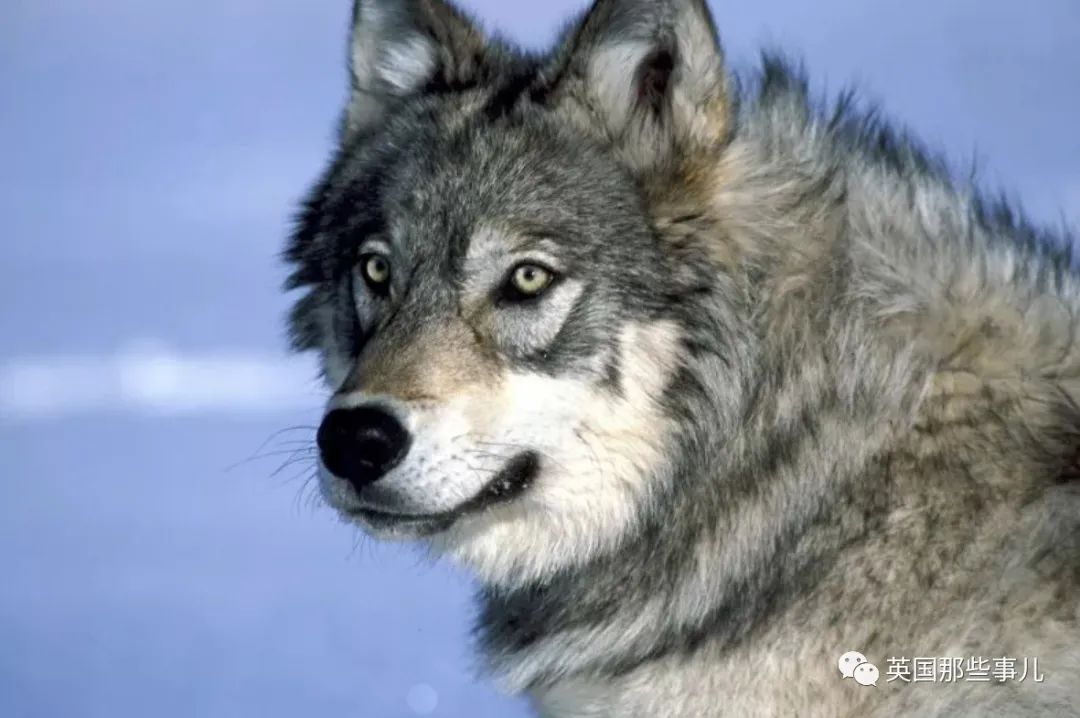 黄石公园最强狼王21它统领一生却独钟情与她太传奇