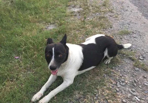 它居然听懂了.|奶牛|流浪狗_新浪新闻