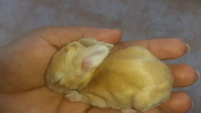 兔子小时候怪可爱的!我可以亲秃它们所有!__财经头条