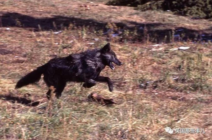 黄石公园最强狼王21它统领一生却独钟情与她太传奇