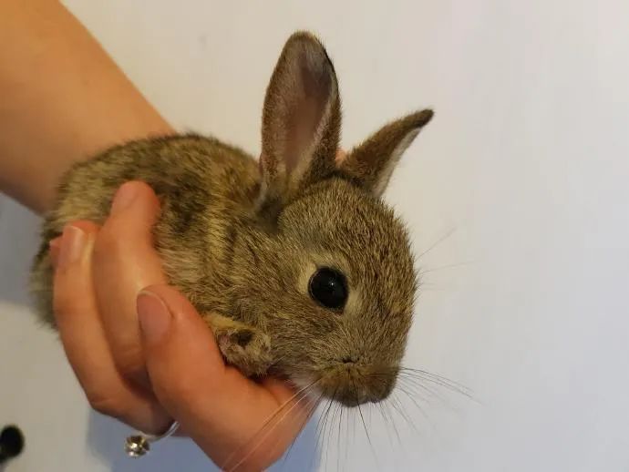 兔子小时候怪可爱的!我可以亲秃它们所有!__财经头条