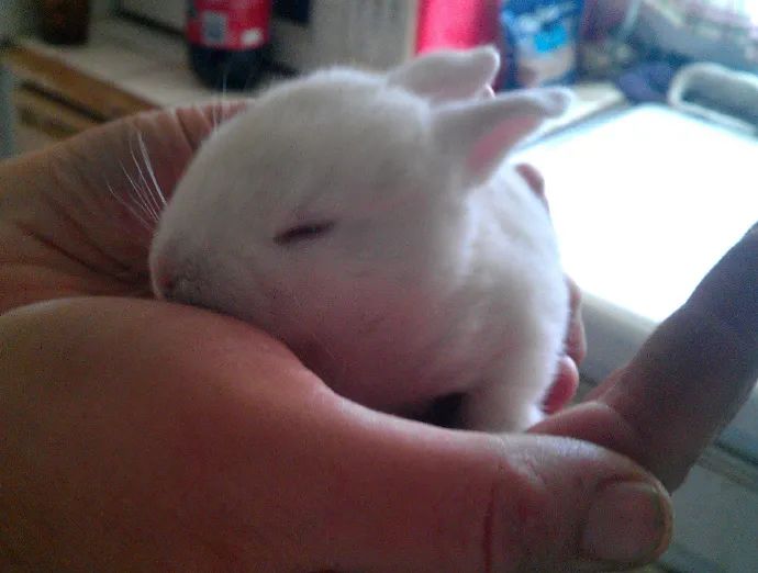 兔子小时候怪可爱的!我可以亲秃它们所有!__财经头条