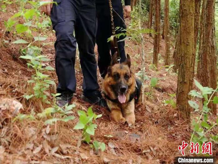 图为警犬“黑雷”。　勐康边检站供图