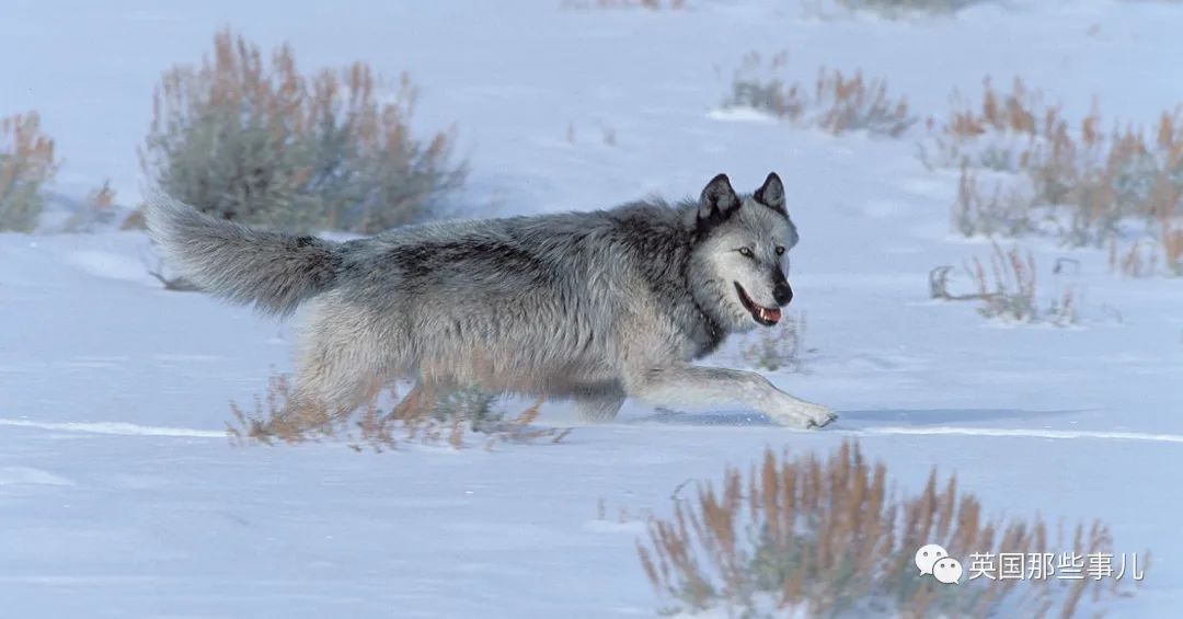 黄石公园最强狼王21它统领一生却独钟情与她太传奇
