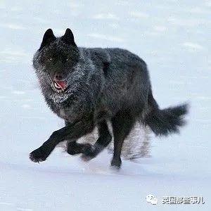 黄石公园最强狼王21它统领一生却独钟情与她太传奇