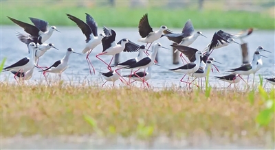 青华海国家湿地公园鸟类多样性名录发布