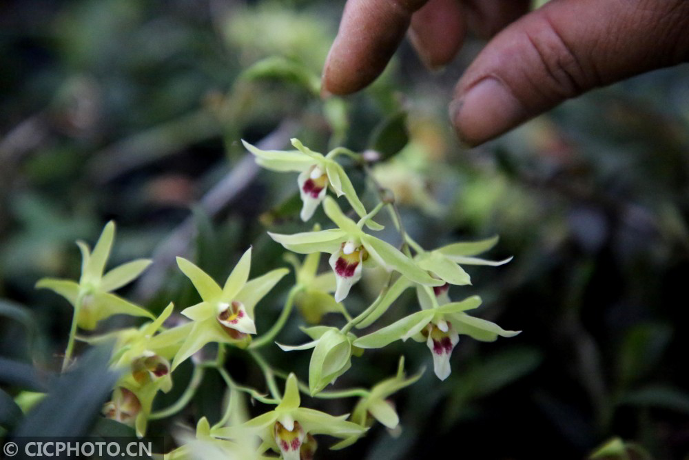 石斛花开 致富伞 富民产业劳动忙 电力 石斛花 铁皮 新浪新闻