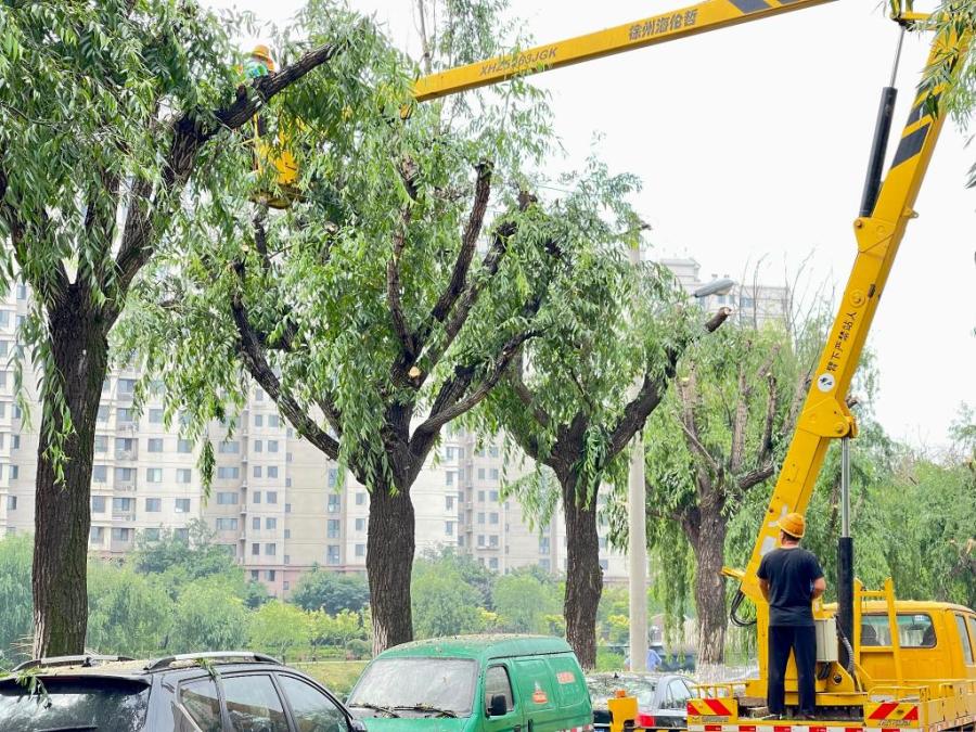 李村河边200余株柳树修剪造型 解决柳絮飘飞枯枝掉落等问题