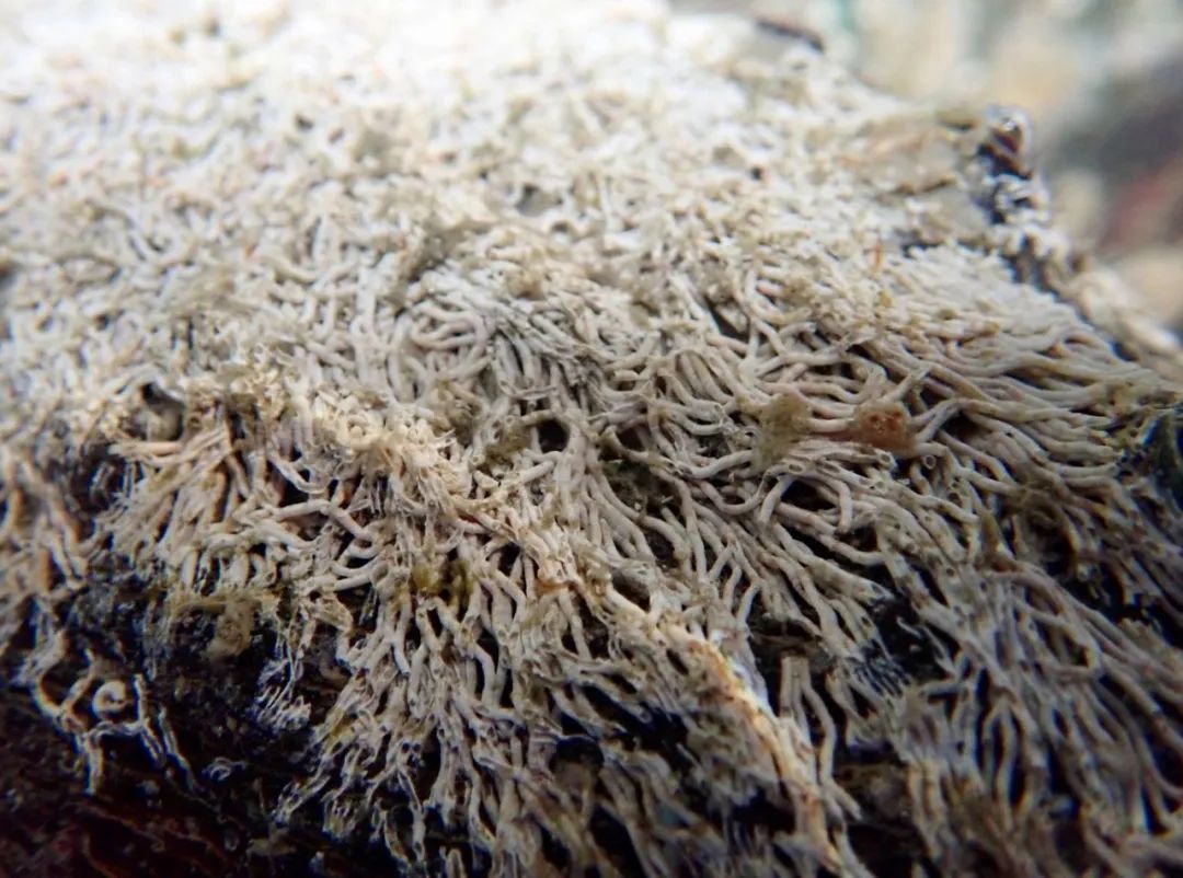 身上都有这样密密麻麻的管子,里面住的是一种叫做龙介虫的环节动物