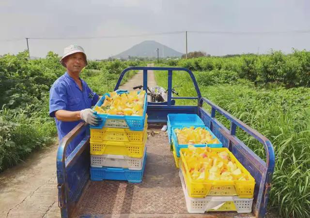 阳山水蜜桃已有近七十年的栽培历史，产于中国著名桃乡江苏无锡市阳山镇