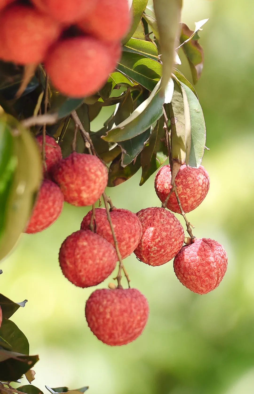 越南荔枝：本季出口环境转好 产量或达33万吨 - 亚洲水果