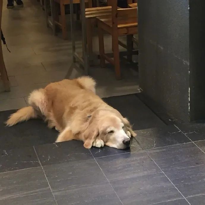 啥也不干都这么累好想和小狗勾一起趴趴