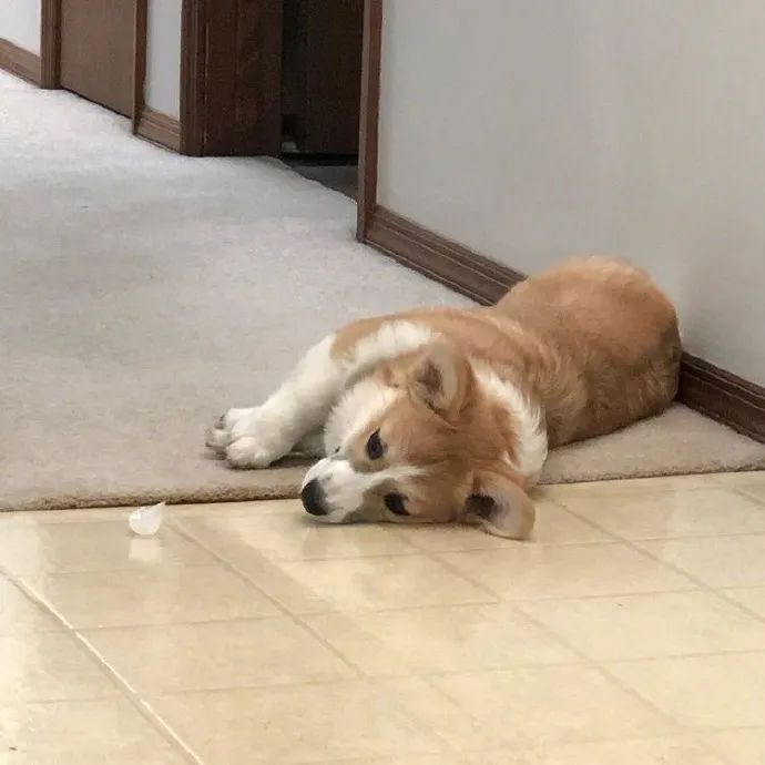 啥也不干都这么累好想和小狗勾一起趴趴