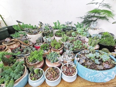 大学“宿舍版”农场来了！ 周口大学生把阳台打造成“菜地”休闲区蓝鸢梦想 - Www.slyday.coM