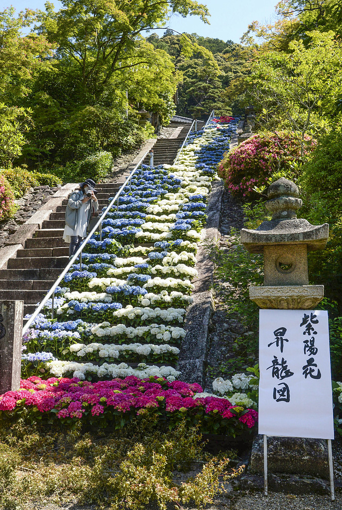 日本寺庙绣球花图片