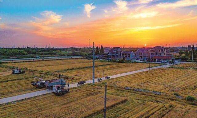 5月31日傍晚,太仓市双凤镇庆丰村万亩丰产方,多台联合收割机正在