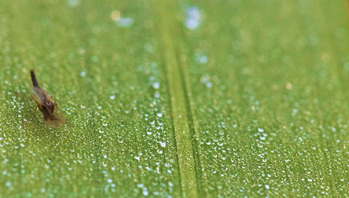 上海今年汛期降水总量偏多，蚊虫密度将于6月达年度高峰