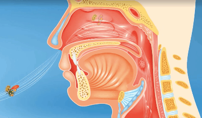 张嘴呼吸这个小动作,可能会影响孩子的颜值和智力|口呼吸|颌骨|鼻子