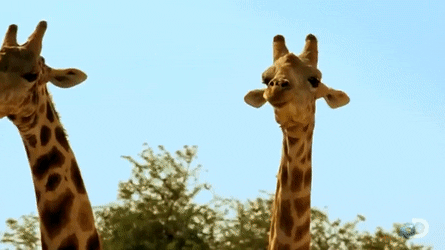 看了长颈鹿打架,感觉脖子像是被车撞过|长颈鹿_新浪新闻