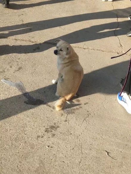 零下17度,狗子坐在地上撒尿,下一秒就悲剧了:我太难了!