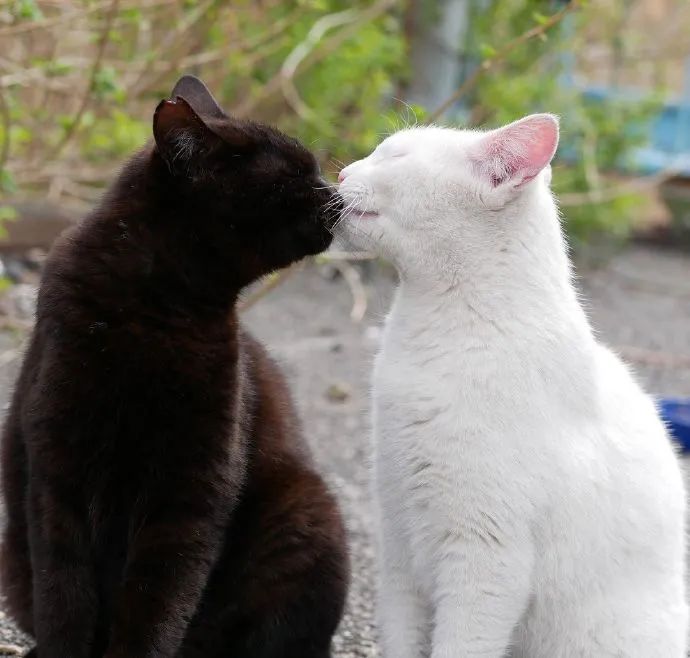 黑白猫咪互相依偎请把般配打在公屏上