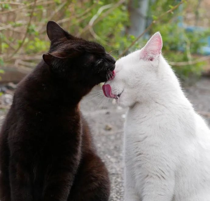 黑白猫咪互相依偎请把般配打在公屏上