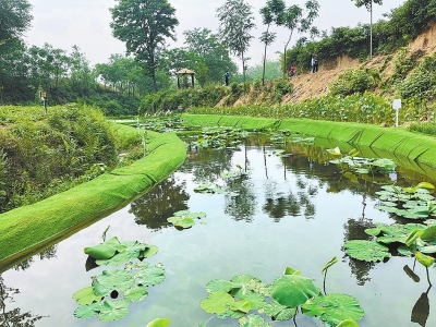 污水净化开"莲花"