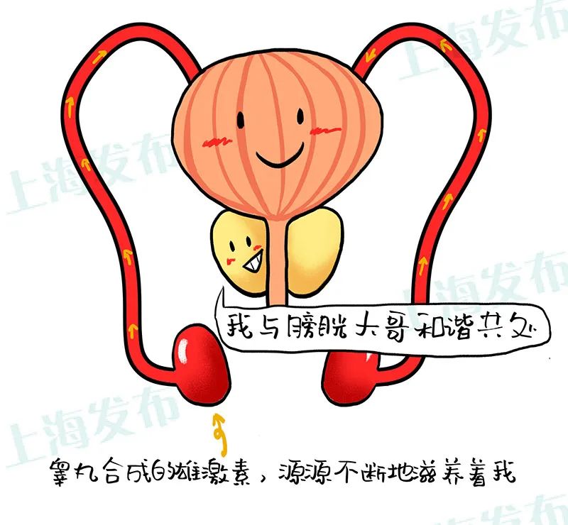 医聊父亲节必读看前列腺被雄激素催促的一生
