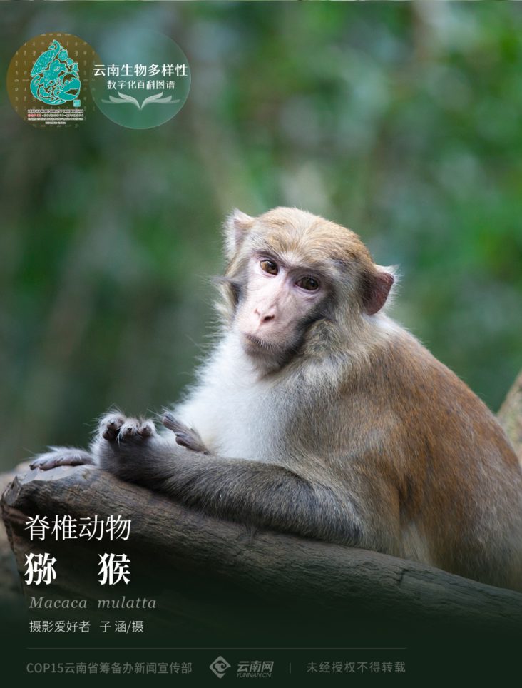 云南生物多样性数字化百科图谱脊椎动物猕猴爸爸去哪了