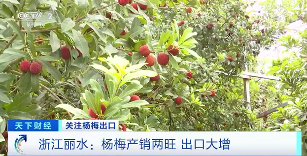 高档水果排行榜_琼海＂世界热带水果之窗＂20种高端水果亮相消博会(2)