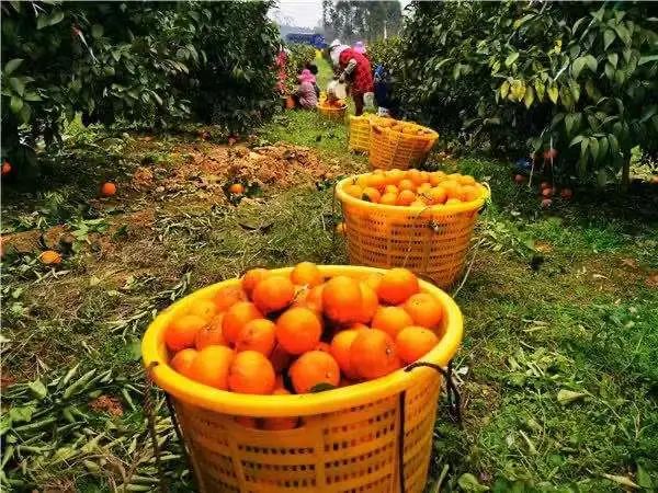 低糖水果排行榜_水果品牌排行榜前十名:褚橙上榜,佳农第一