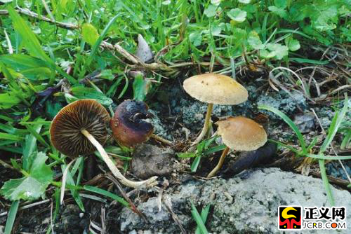 米克种植的毒蘑菇