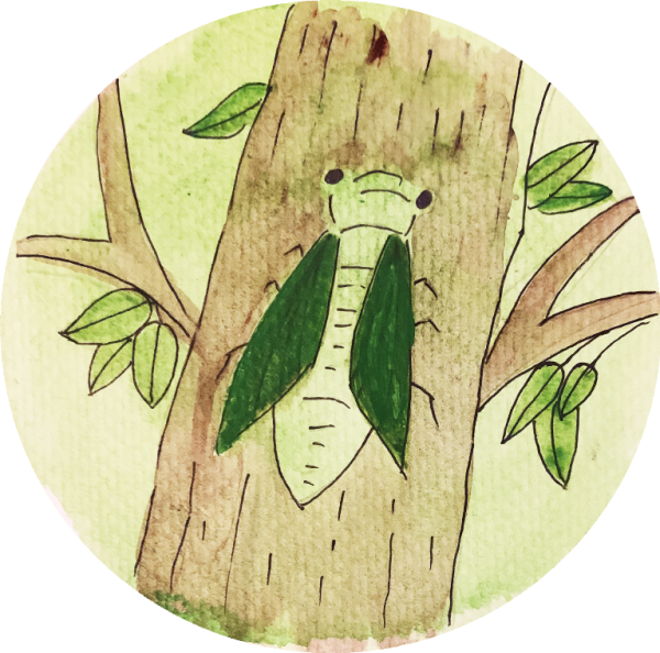 夏至的第二个五天,知了开始鸣叫了.