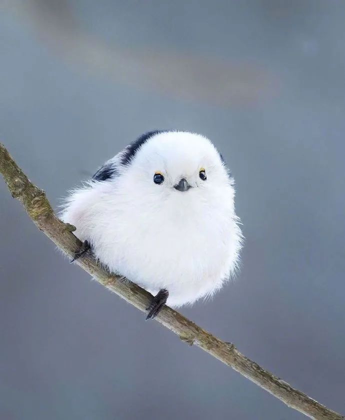 小啾啾们配色一绝!鸟届肯定有大自然最出色的tony!__财经头条