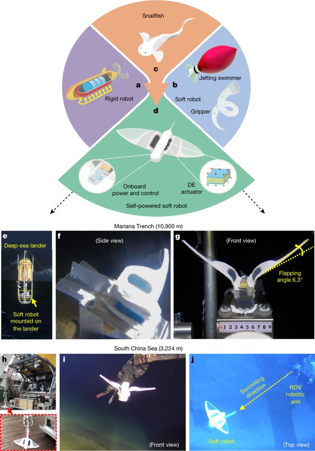  具有机载电源和控制功能的软体机器鱼的深海现场测试。图片来源：《自然》杂志