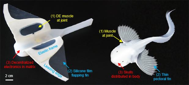 软体机器鱼的结构设计 图片来源：《自然》杂志