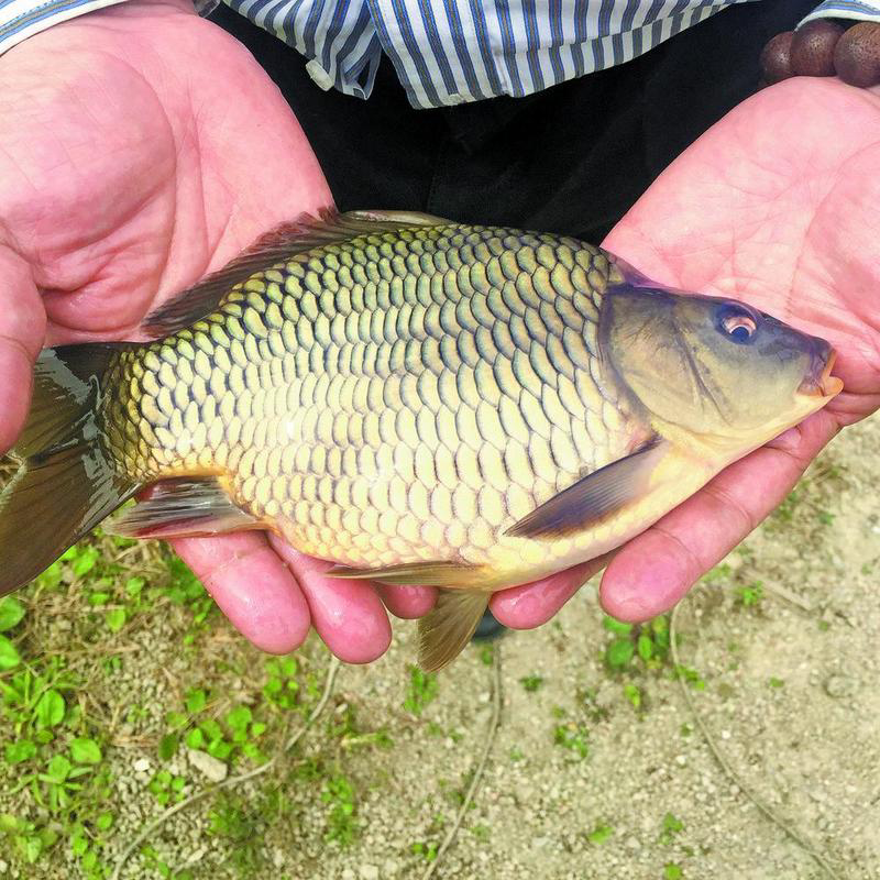 【乡村振兴第一线】大桥石鲤成"地理标志",稻田里养出了"黄金鱼"