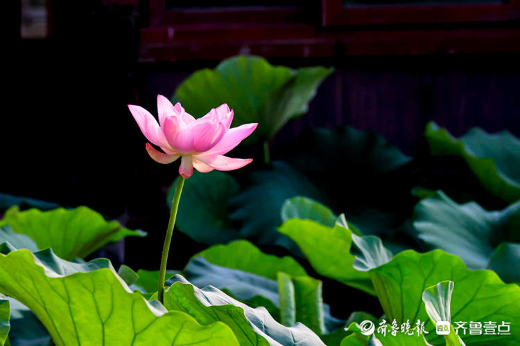 情报站济南大明湖荷花开啦亭亭玉立沁人心脾抓紧去观赏吧