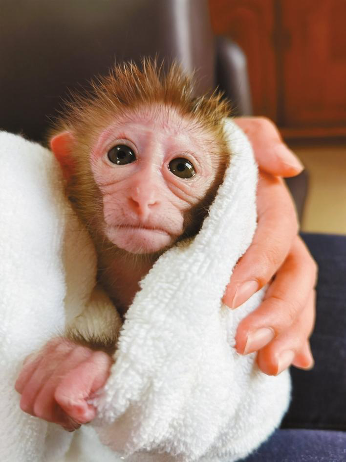 小猕猴成"孤儿" 遇救助变"宠儿"