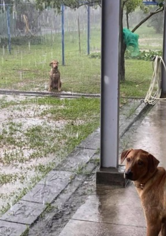 狗在雨中被淋的表情包图片
