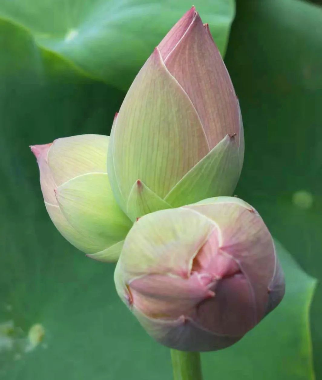 浙江惊现8株"并蒂莲", 还有.