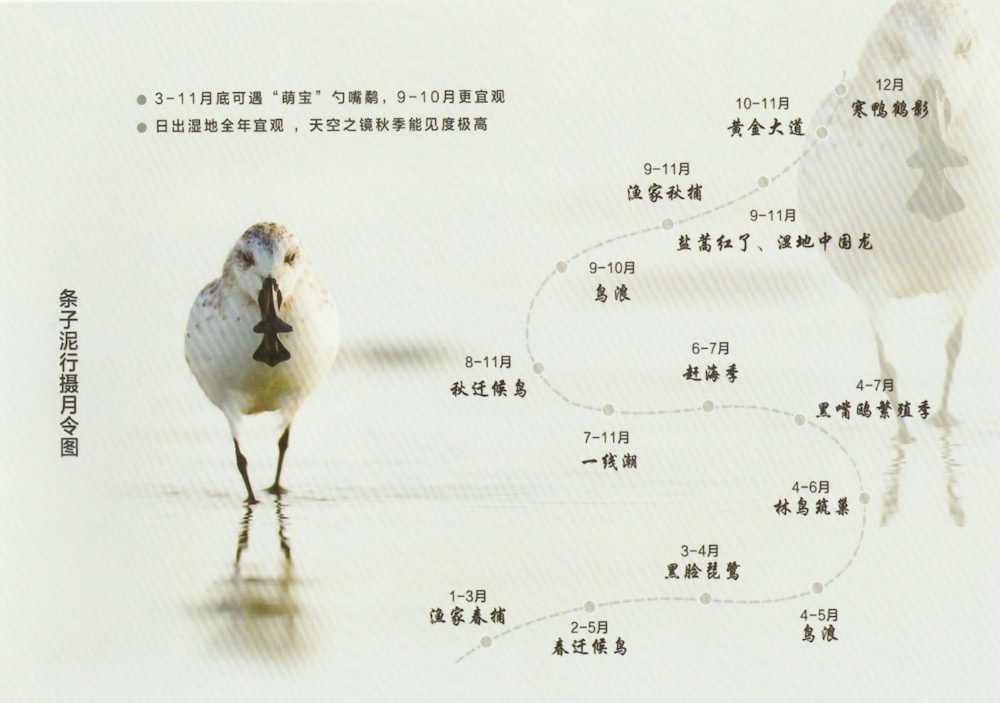 观鸟攻略    资料图