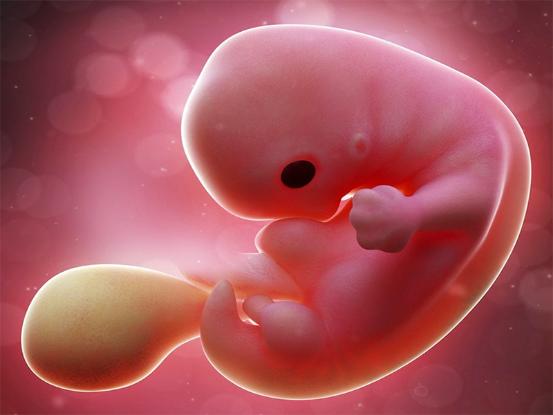 可以看见胎芽,大约是怀孕多少周了?|孕妈_新浪新闻