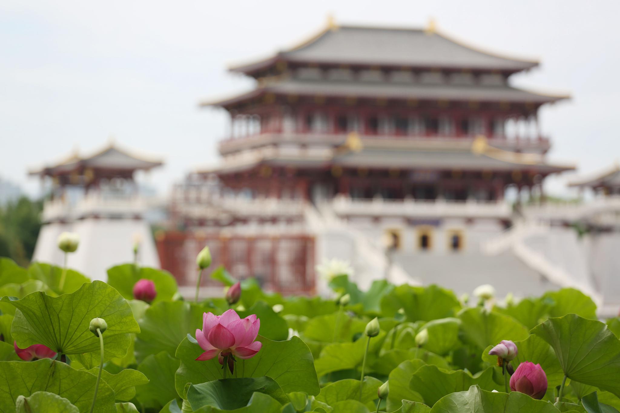 陕西西安大唐芙蓉园荷花盛开