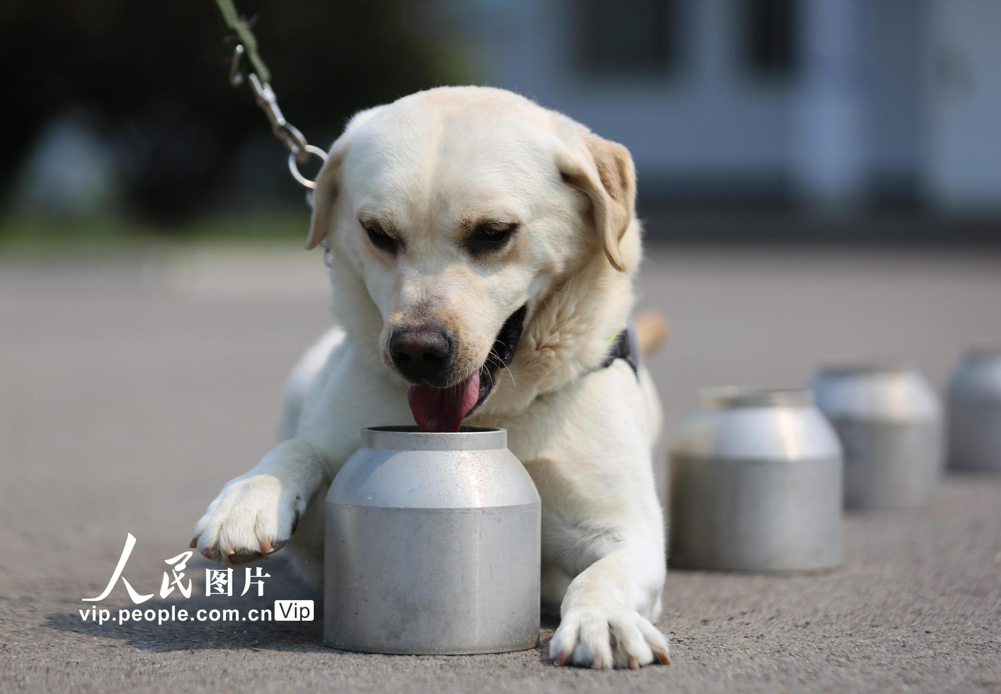 缉毒犬展绝技|警犬|缉毒犬_新浪新闻