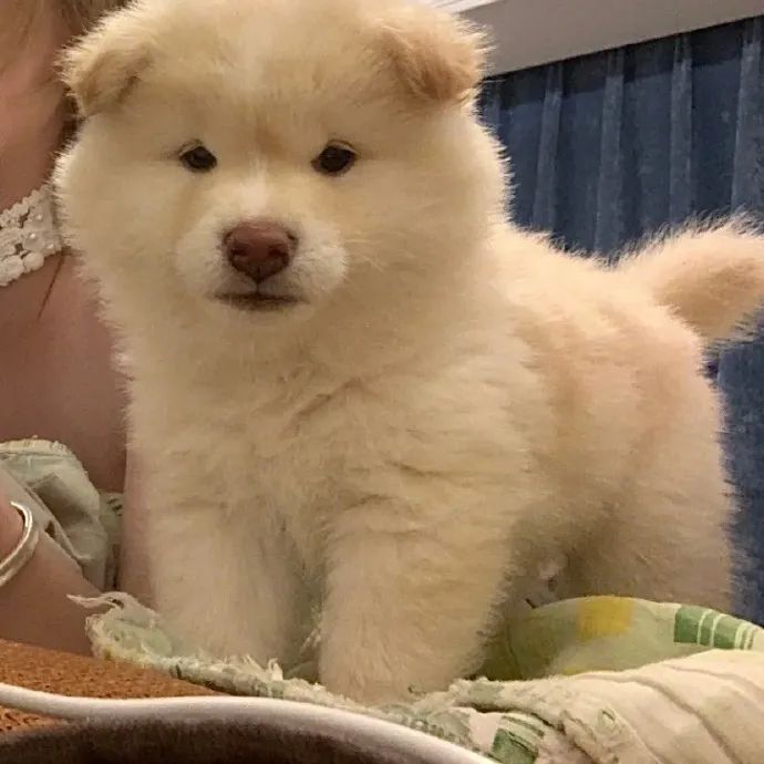 长毛柴也太可爱了小胖子还不速速和我回家