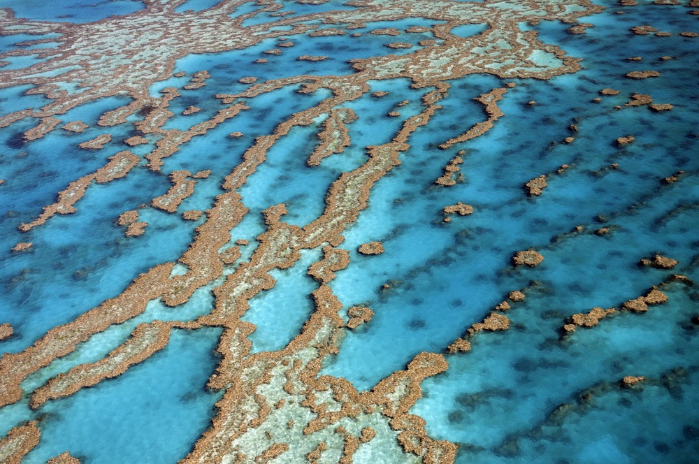 澳大利亚大堡礁（资料图）。当地时间2021年6月22日，联合国教科文组织宣布，考虑把澳大利亚大堡礁列入濒危世界遗产名录。环保团体也指责澳大利亚联邦政府不愿采取更强硬措施保护大堡礁。
