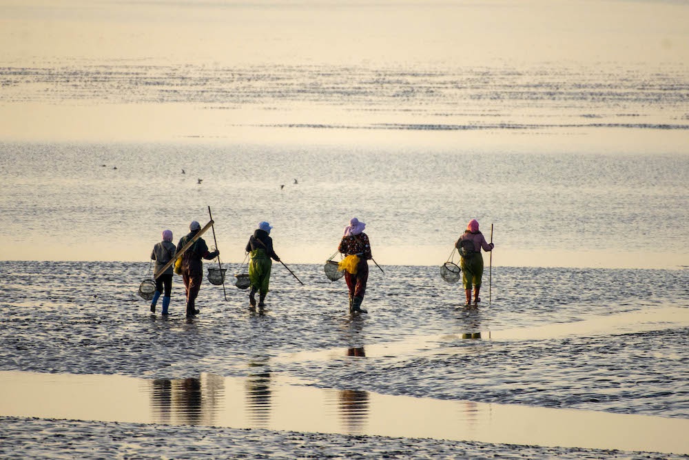 盐城东台:黄海,候鸟和条子泥