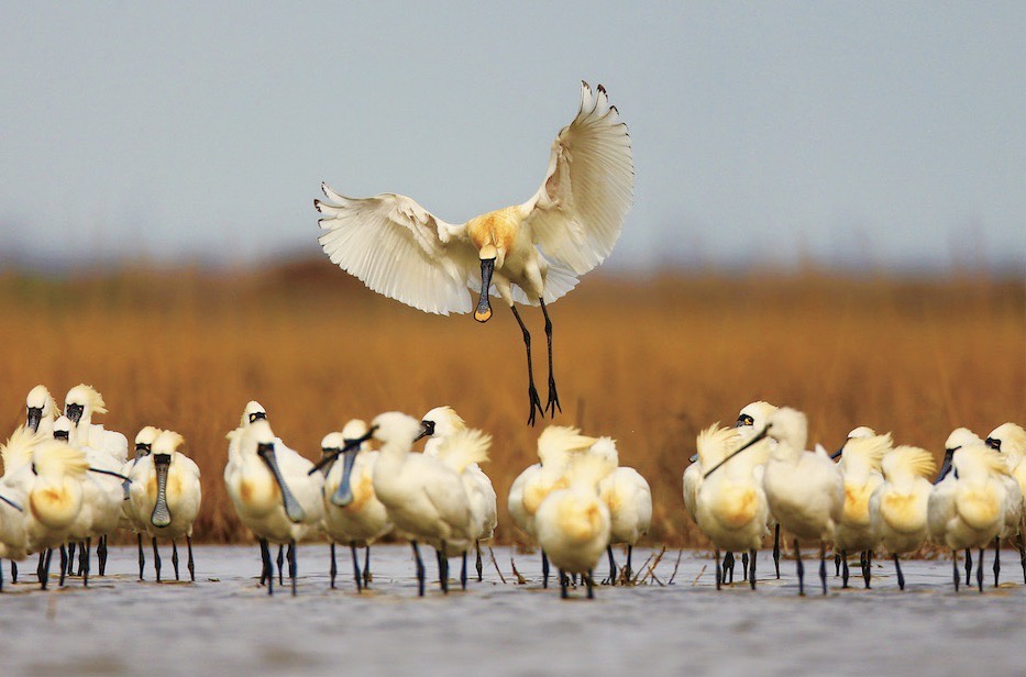 东台条子泥湿地被誉为“鸟类的国际机场”。东台文旅图