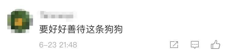 忠心护主！湖南一女子跌落5米深洞后，她的大白狗也跟着跳了下去休闲区蓝鸢梦想 - Www.slyday.coM